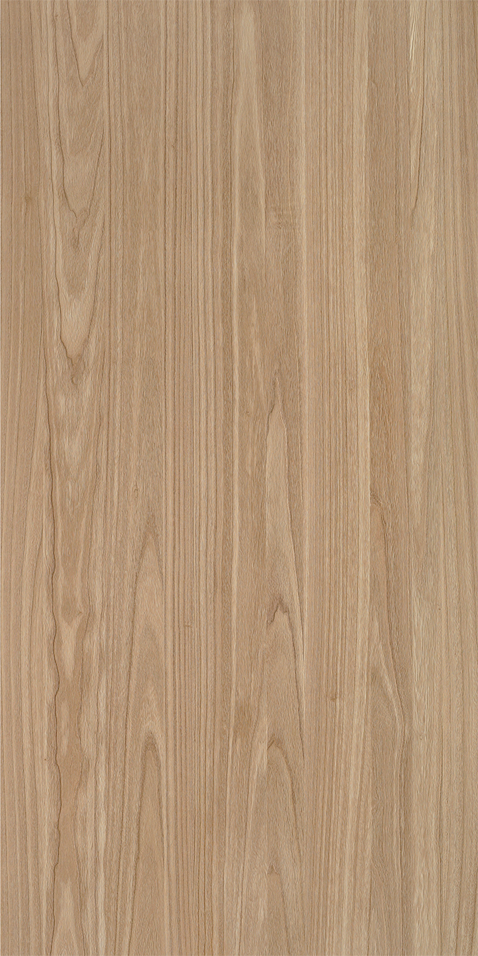 K6169AS Paulownia